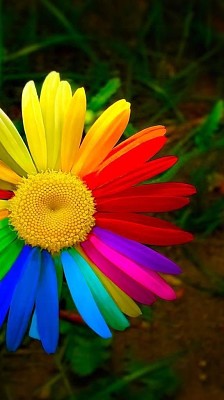 Girasol Multicolor