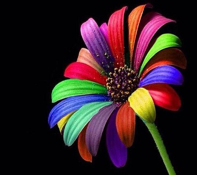פאזל של Flor Multicolor