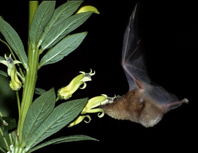 פאזל של morcego Caatinga