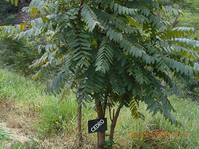 Pé de Cedro