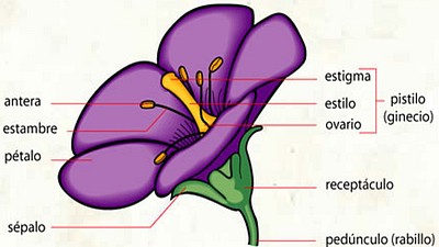 פאזל של PARTES DE LA FLOR