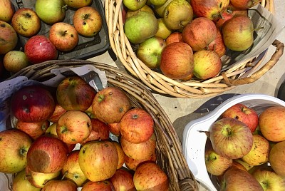 Windfall Apples in Baskets