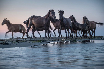 animal jigsaw puzzle