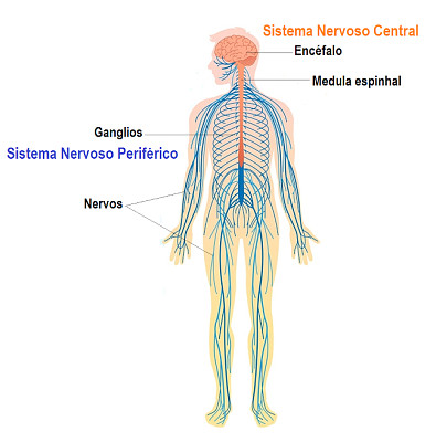 Sistema nervoso