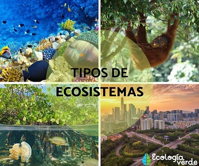 descubre los tipos de ecosistema jigsaw puzzle