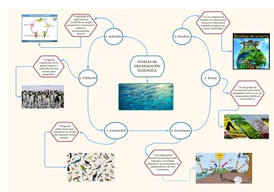 niveles de organizaciÃ³n