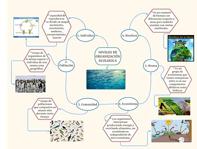 Niveles de organizaciÃ³n ecolÃ³gica