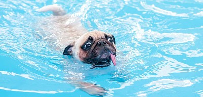 pug swiming