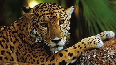 jaguar