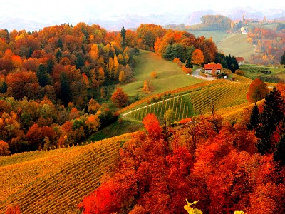 otoÃ±o bosque