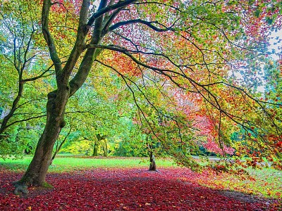 forest pink jigsaw puzzle