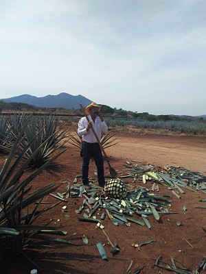 פאזל של JIMA EN TEQUILA JALISCO