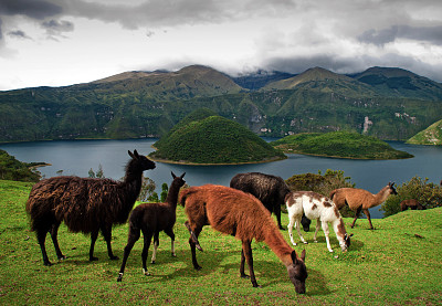 PaÃ­saje llamas jigsaw puzzle