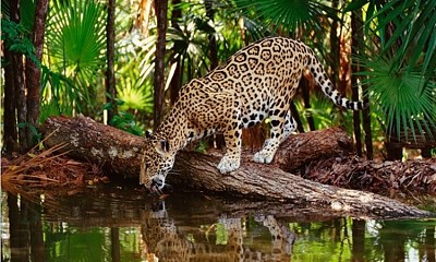 un natural rompecabezas de puma