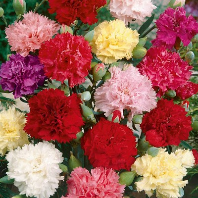 flores - Claveles jigsaw puzzle