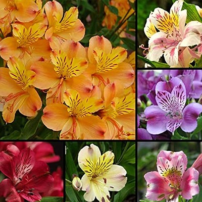 פאזל של flores - Astromelias