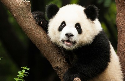 פאזל של un hermoso panda