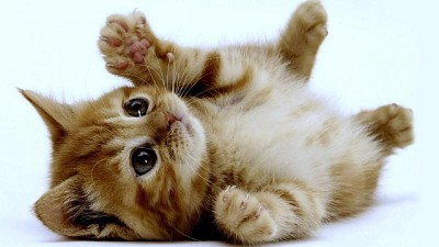 פאזל של un hermoso gatito :3