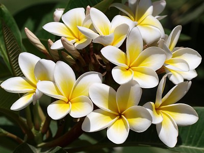 flores - Plumeria