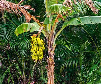 פאזל של Banana Tree
