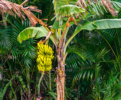 Banana Tree jigsaw puzzle