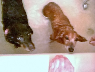 Rub a Dub Dub Two Weiner Dogs in a Tub