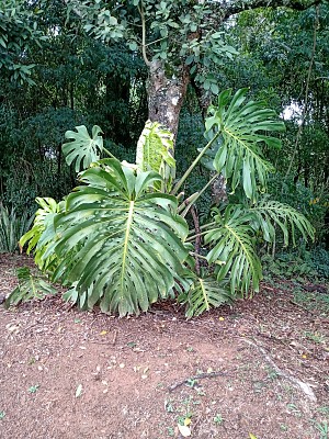 פאזל של bosque do saturno