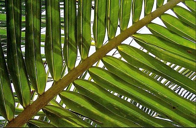 palm leaf