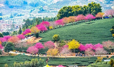 cerezo en flor