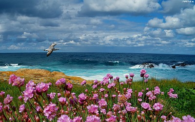 פאזל של flores playa