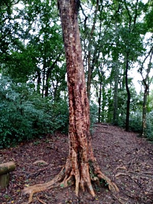 bosque do saturno