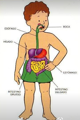 פאזל של Sistema digestivo