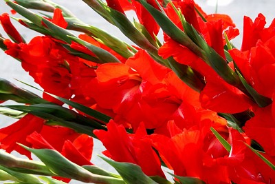 flores - Gladiolos rojos