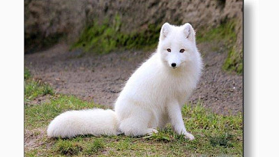 פאזל של Raposa branca,White fox