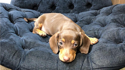 dachshund