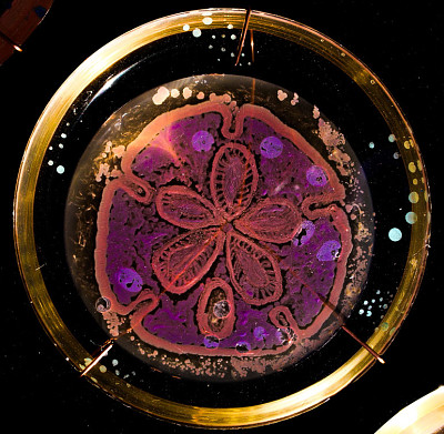 Arte biolÃ³gico