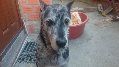 es mi perro