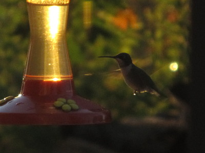 Hummingbird in for breakfast