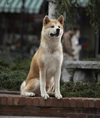 Hachiko jigsaw puzzle