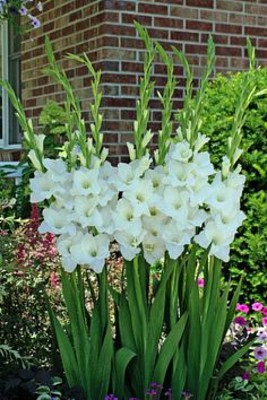 flores - Gladiolos blancos