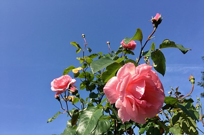Pink Rose in a Blue Sky