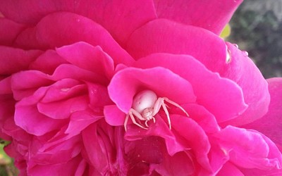 Pink Rose with Spider