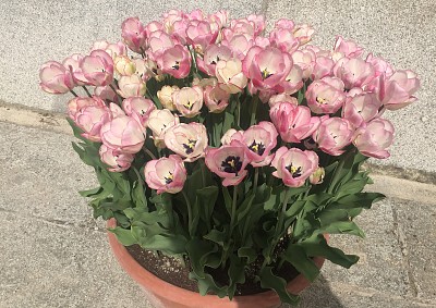 Pale Tulips in Pot