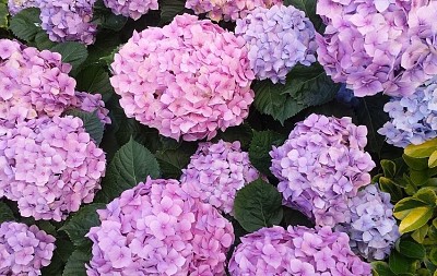 פאזל של Hydrangeas