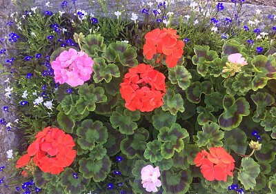 Geraniums in Trough