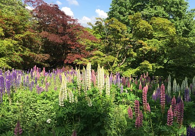 Lupins and Trees jigsaw puzzle