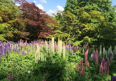 פאזל של Lupins and Trees