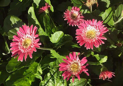 Zinnias jigsaw puzzle