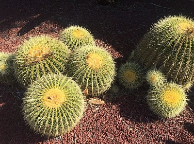 Cacti on Gravel