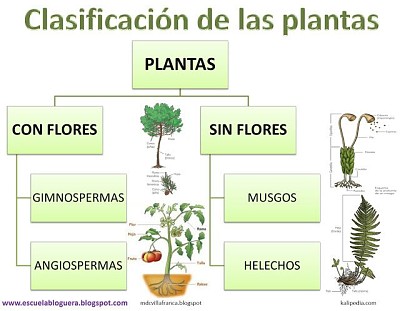 פאזל של ClasificaciÃ³n de las plantas
